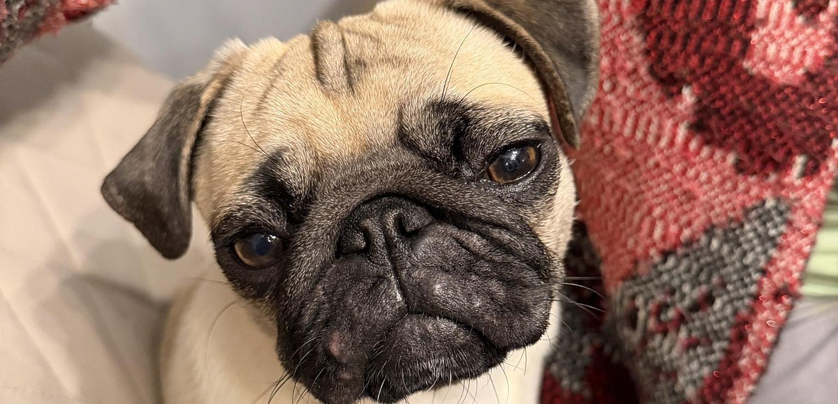 Zaginiony roczny mops o imieniu Lolcia