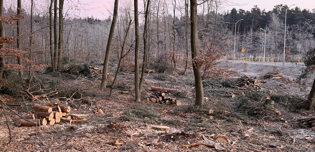 Nadleśnictwo Trzebież przygotowuje teren pod inwestycję
