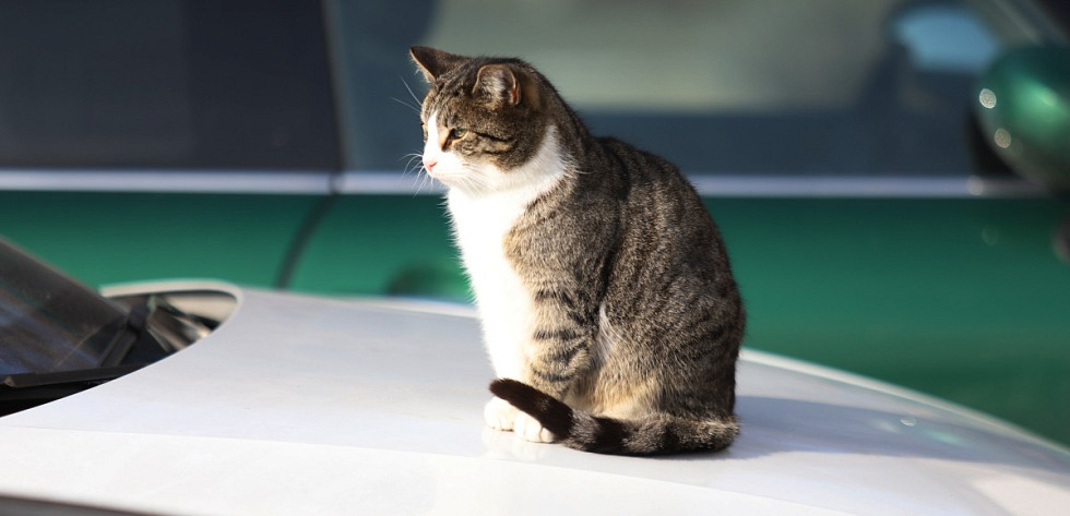 Głównymi bohaterami dzisiejszego dnia były koty ze Schroniska w Dobrej