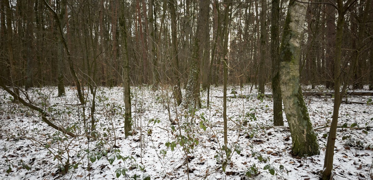 Drony i pies tropiący pomogły w odnalezieniu zaginionego szczeniaka