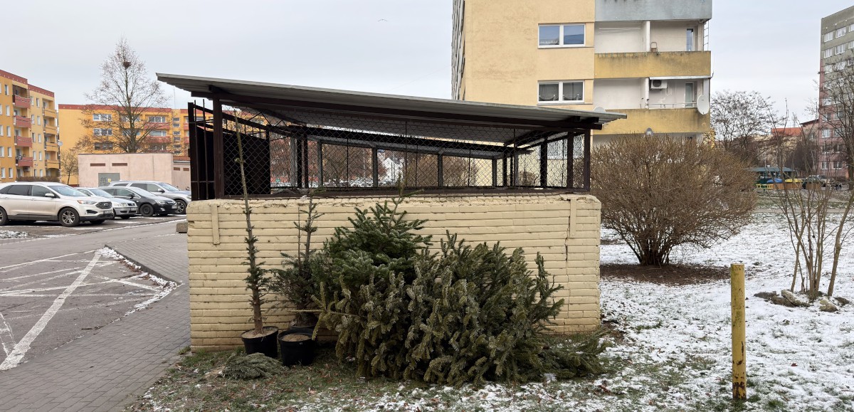 Wiesz co zrobić z drzewkiem bożonarodzeniowym?