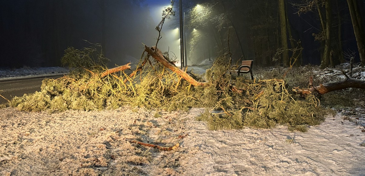 Drzewa łamią się pod naporem lodu