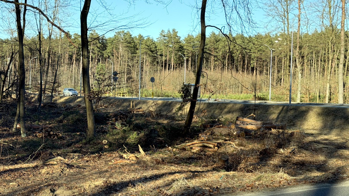 Trwa wycinka drzew pod Zachodnią Obwodnicę Szczecina
